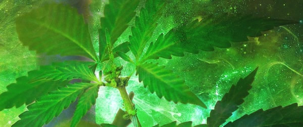 Investi in azioni del settore Cannabis